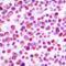 Caspase 3 antibody, orb393232, Biorbyt, Immunohistochemistry paraffin image 