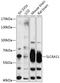 Gat-3 antibody, 14-106, ProSci, Western Blot image 