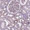 Sperm Antigen With Calponin Homology And Coiled-Coil Domains 1 Like antibody, NBP2-49640, Novus Biologicals, Immunohistochemistry paraffin image 