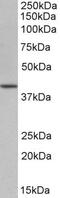 POU Class 5 Homeobox 1 antibody, PA5-19307, Invitrogen Antibodies, Western Blot image 