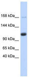 U2 SnRNP Associated SURP Domain Containing antibody, TA344057, Origene, Western Blot image 