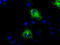 Mitochondrial Translational Release Factor 1 Like antibody, TA501030, Origene, Immunofluorescence image 