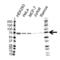 Heat shock 70 kDa protein 4 antibody, VMA00288, Bio-Rad (formerly AbD Serotec) , Western Blot image 
