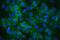 Integrin Subunit Alpha 3 antibody, A02902, Boster Biological Technology, Immunofluorescence image 