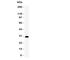 Hes-1 antibody, R31315, NSJ Bioreagents, Western Blot image 