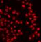 WAPL Cohesin Release Factor antibody, A03684-2, Boster Biological Technology, Immunofluorescence image 