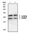 Myelin Basic Protein antibody, PA1050, Boster Biological Technology, Western Blot image 