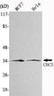 Cyclin Dependent Kinase 1 antibody, STJ98475, St John