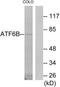Activating Transcription Factor 6 Beta antibody, TA313692, Origene, Western Blot image 