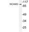 Neural Cell Adhesion Molecule 2 antibody, LS-C177864, Lifespan Biosciences, Western Blot image 