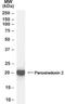 Peroxiredoxin 2 antibody, NB100-40806, Novus Biologicals, Western Blot image 