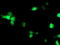 NudE Neurodevelopment Protein 1 Like 1 antibody, TA503353, Origene, Immunofluorescence image 