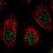 Dynamin antibody, NBP2-76558, Novus Biologicals, Immunofluorescence image 