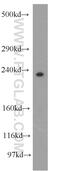 Pecanex 2 antibody, 20417-1-AP, Proteintech Group, Western Blot image 