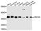 Leucine Rich Repeat Containing 59 antibody, A10022, ABclonal Technology, Western Blot image 