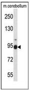 BM-90 antibody, AP51615PU-N, Origene, Western Blot image 