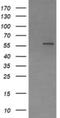 Amidophosphoribosyltransferase antibody, NBP2-45379, Novus Biologicals, Western Blot image 