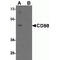 BB1 antibody, TA355032, Origene, Western Blot image 
