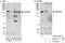 Zinc Finger Protein 644 antibody, A303-276A, Bethyl Labs, Immunoprecipitation image 