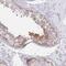 Microtubule Associated Protein 1S antibody, HPA050934, Atlas Antibodies, Immunohistochemistry frozen image 