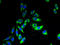 Tetraspanin 33 antibody, A65758-100, Epigentek, Immunofluorescence image 
