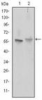 ATP Binding Cassette Subfamily G Member 2 (Junior Blood Group) antibody, AM06628SU-N, Origene, Western Blot image 