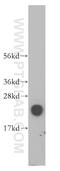 Deoxyuridine 5 -triphosphate nucleotidohydrolase antibody, 13740-1-AP, Proteintech Group, Western Blot image 