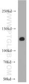 FLT4 antibody, 20712-1-AP, Proteintech Group, Western Blot image 
