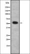 Cadherin 26 antibody, orb337721, Biorbyt, Western Blot image 