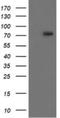 Receptor Interacting Serine/Threonine Kinase 1 antibody, NBP2-45591, Novus Biologicals, Western Blot image 