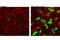 High Mobility Group AT-Hook 2 antibody, 8179S, Cell Signaling Technology, Immunofluorescence image 