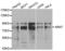 Aryl Hydrocarbon Receptor Nuclear Translocator antibody, AHP2436, Bio-Rad (formerly AbD Serotec) , Western Blot image 