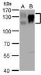 Integrin Subunit Beta 1 antibody, PA5-78028, Invitrogen Antibodies, Western Blot image 