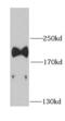 Laminin subunit beta-1 antibody, FNab04678, FineTest, Western Blot image 