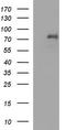 TNF Receptor Superfamily Member 8 antibody, TA590389, Origene, Western Blot image 