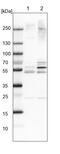 WD Repeat Domain 12 antibody, HPA036389, Atlas Antibodies, Western Blot image 