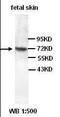 Keratin 1 antibody, orb96119, Biorbyt, Western Blot image 