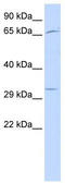 Undifferentiated Embryonic Cell Transcription Factor 1 antibody, TA329663, Origene, Western Blot image 