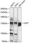 Ubiquitin Specific Peptidase 7 antibody, 15-073, ProSci, Western Blot image 