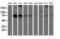 Dynein Axonemal Assembly Factor 1 antibody, LS-C797565, Lifespan Biosciences, Western Blot image 