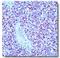 Myogenin antibody, AM05309PU-N, Origene, Immunohistochemistry frozen image 