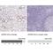 ATPase H+ Transporting V1 Subunit G3 antibody, NBP1-88894, Novus Biologicals, Immunohistochemistry paraffin image 