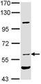 Atrial natriuretic peptide receptor 3 antibody, ab97389, Abcam, Western Blot image 