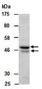 Basic Helix-Loop-Helix Family Member E40 antibody, orb67046, Biorbyt, Western Blot image 