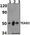 TEA Domain Transcription Factor 2 antibody, A09168, Boster Biological Technology, Western Blot image 