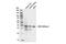 Fructose-Bisphosphatase 1 antibody, 72736S, Cell Signaling Technology, Western Blot image 