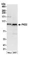 Protein Kinase D2 antibody, A300-073A, Bethyl Labs, Western Blot image 