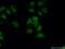 PCNA antibody, 60097-1-Ig, Proteintech Group, Immunofluorescence image 