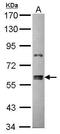 Zinc Finger Protein 133 antibody, GTX114896, GeneTex, Western Blot image 