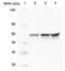pp60c-src antibody, ADI-905-678-100, Enzo Life Sciences, Western Blot image 